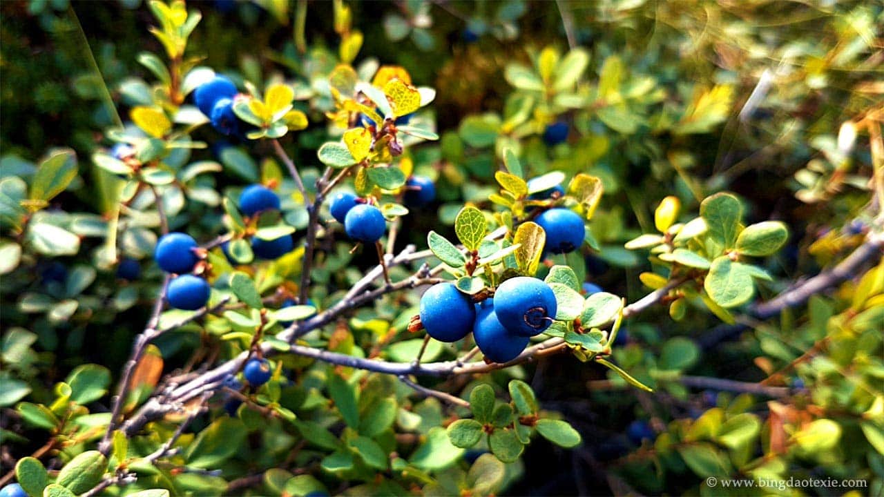 bingdaotexie 采摘冰岛野生蓝莓